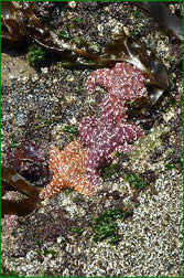 starfish seashells nature beach
